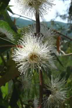 Jersey Girl Cold Hardy Eucalyptus Tree (Eucalyptus Macarthurii) - 3 Gallon Pot 17 Jersey Girl Cold Hardy Eucalyptus Tree (Eucalyptus Macarthurii) - 3 Gallon Pot -Outdoor Garden Store Eucalyptus Jersey Girl 4 2