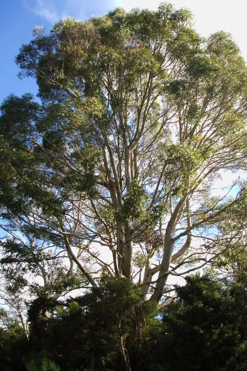 Jersey Girl Cold Hardy Eucalyptus Tree (Eucalyptus Macarthurii) - Quart Pot 7 Jersey Girl Cold Hardy Eucalyptus Tree (Eucalyptus Macarthurii) - Quart Pot - Image 5