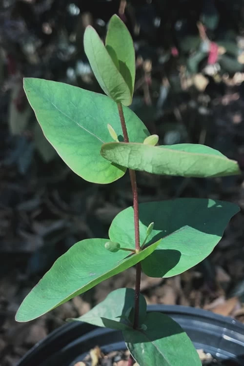 Jersey Girl Cold Hardy Eucalyptus Tree (Eucalyptus Macarthurii) - 6 Pack Of 1 Gallon Pots 9 Jersey Girl Cold Hardy Eucalyptus Tree (Eucalyptus Macarthurii) - 6 Pack Of 1 Gallon Pots - Image 7