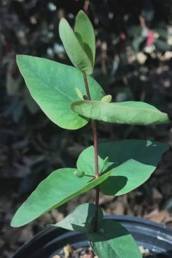 Jersey Girl Cold Hardy Eucalyptus Tree (Eucalyptus Macarthurii) - 3 Quart Pot 18 Jersey Girl Cold Hardy Eucalyptus Tree (Eucalyptus Macarthurii) - 3 Quart Pot -Outdoor Garden Store Eucalyptus Jersey Girl 7