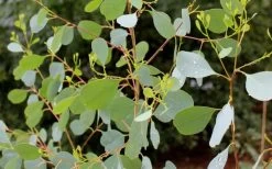 Lucky Country Cold Hardy Eucalyptus Tree (Eucalyptus Camphora) - 1 Gallon Pot 12 Lucky Country Cold Hardy Eucalyptus Tree (Eucalyptus Camphora) - 1 Gallon Pot -Outdoor Garden Store Eucalyptus Lucky Country 1 1