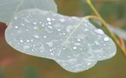 Lucky Country Cold Hardy Eucalyptus Tree (Eucalyptus Camphora) - Quart Pot 14 Lucky Country Cold Hardy Eucalyptus Tree (Eucalyptus Camphora) - Quart Pot -Outdoor Garden Store Eucalyptus Lucky Country 3 2