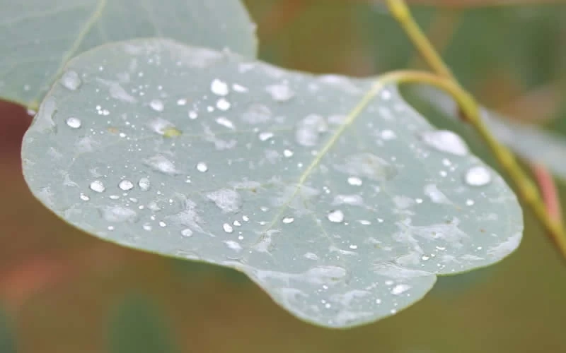 Lucky Country Cold Hardy Eucalyptus Tree (Eucalyptus Camphora) - 5 Gallon Pot 8 Lucky Country Cold Hardy Eucalyptus Tree (Eucalyptus Camphora) - 5 Gallon Pot - Image 6