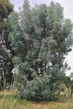Luna Cold Hardy Eucalyptus Tree (Eucalyptus Perriniana) - 3 Quart Pot 11 Luna Cold Hardy Eucalyptus Tree (Eucalyptus Perriniana) - 3 Quart Pot -Outdoor Garden Store Eucalyptus Luna 5 1