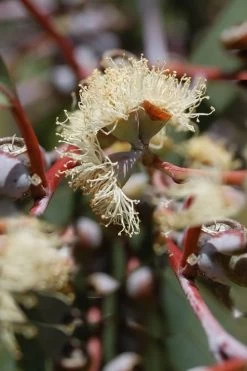 Luna Cold Hardy Eucalyptus Tree (Eucalyptus Perriniana) - Quart Pot 12 Luna Cold Hardy Eucalyptus Tree (Eucalyptus Perriniana) - Quart Pot -Outdoor Garden Store Eucalyptus Luna 6 3