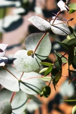 Maggie Cold Hardy Eucalyptus Tree (Eucalyptus Nova Anglica) - 1 Gallon Pot 13 Maggie Cold Hardy Eucalyptus Tree (Eucalyptus Nova Anglica) - 1 Gallon Pot -Outdoor Garden Store Eucalyptus Maggie 10 2