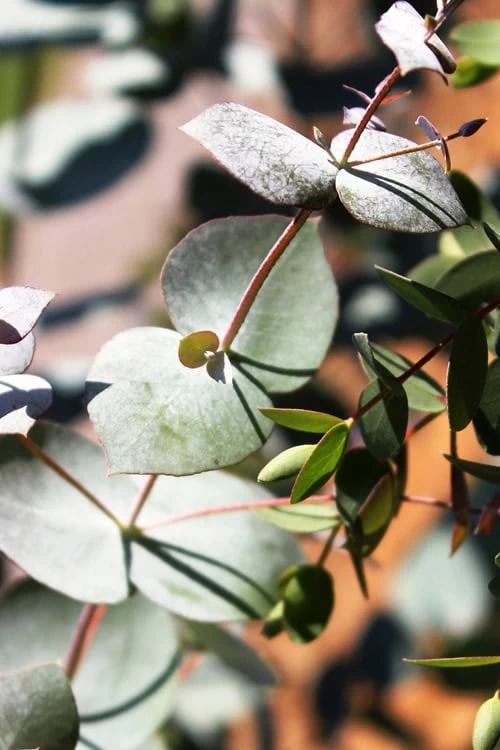 Maggie Cold Hardy Eucalyptus Tree (Eucalyptus Nova Anglica) - 3 Gallon Pot 8 Maggie Cold Hardy Eucalyptus Tree (Eucalyptus Nova Anglica) - 3 Gallon Pot - Image 6