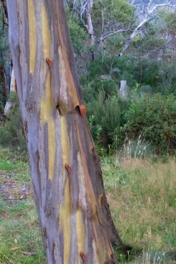 Sheila Cold Hardy Eucalyptus Tree (Eucalyptus Stellulata) - 6 Pack Of 1 Gallon Pots 17 Sheila Cold Hardy Eucalyptus Tree (Eucalyptus Stellulata) - 6 Pack Of 1 Gallon Pots -Outdoor Garden Store Eucalyptus Sheila 10 1