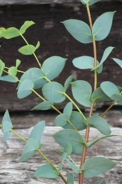Sheila Cold Hardy Eucalyptus Tree (Eucalyptus Stellulata) - Quart Pot 23 Sheila Cold Hardy Eucalyptus Tree (Eucalyptus Stellulata) - Quart Pot -Outdoor Garden Store Eucalyptus Sheila 2