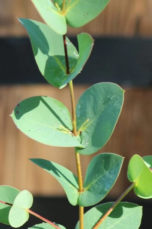 Sheila Cold Hardy Eucalyptus Tree (Eucalyptus Stellulata) - 6 Pack Of 1 Gallon Pots 8 Sheila Cold Hardy Eucalyptus Tree (Eucalyptus Stellulata) - 6 Pack Of 1 Gallon Pots - Image 6