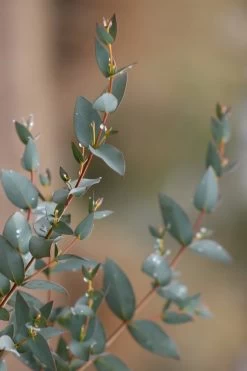 Sheila Cold Hardy Eucalyptus Tree (Eucalyptus Stellulata) - Quart Pot 24 Sheila Cold Hardy Eucalyptus Tree (Eucalyptus Stellulata) - Quart Pot -Outdoor Garden Store Eucalyptus Sheila 7