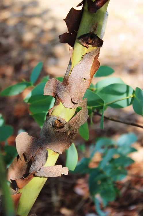 Sheila Cold Hardy Eucalyptus Tree (Eucalyptus Stellulata) - 3 Gallon Pot 11 Sheila Cold Hardy Eucalyptus Tree (Eucalyptus Stellulata) - 3 Gallon Pot - Image 9