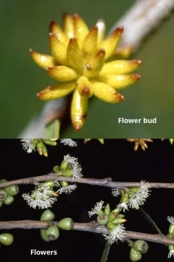 Skinny Minny Hardy Eucalyptus Tree (Eucalyptus Moorei) - 3 Quart Pot 8 Skinny Minny Hardy Eucalyptus Tree (Eucalyptus Moorei) - 3 Quart Pot -Outdoor Garden Store Eucalyptus Skinny Minny 1