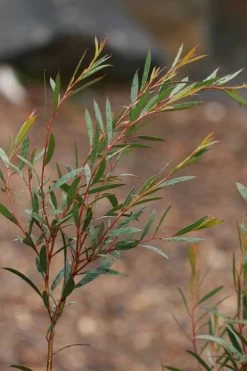 Skinny Minny Hardy Eucalyptus Tree (Eucalyptus Moorei) - 3 Quart Pot 9 Skinny Minny Hardy Eucalyptus Tree (Eucalyptus Moorei) - 3 Quart Pot -Outdoor Garden Store Eucalyptus Skinny Minny 2