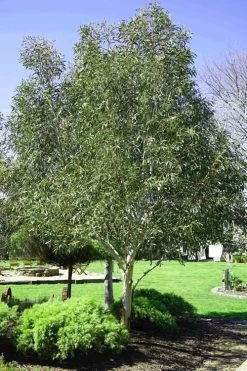 Snow Day Cold Hardy Eucalyptus Tree (Eucalyptus Gregsoniana) - 3 Quart Pot 11 Snow Day Cold Hardy Eucalyptus Tree (Eucalyptus Gregsoniana) - 3 Quart Pot -Outdoor Garden Store Eucalyptus Snow Day 2 1