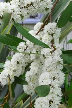 Snow Day Cold Hardy Eucalyptus Tree (Eucalyptus Gregsoniana) - Quart Pot 13 Snow Day Cold Hardy Eucalyptus Tree (Eucalyptus Gregsoniana) - Quart Pot -Outdoor Garden Store Eucalyptus Snow Day 5