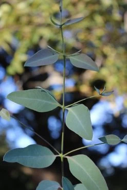 Grace Cold Hardy Eucalyptus Tree (Eucalyptus Elliptica) - 1 Gallon Pot 11 Grace Cold Hardy Eucalyptus Tree (Eucalyptus Elliptica) - 1 Gallon Pot -Outdoor Garden Store Eucalytptus Grace BS 1