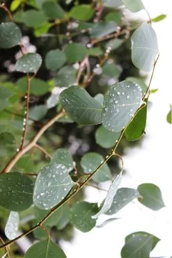 Lucky Country Cold Hardy Eucalyptus Tree (Eucalyptus Camphora) - 1 Gallon Pot 15 Lucky Country Cold Hardy Eucalyptus Tree (Eucalyptus Camphora) - 1 Gallon Pot -Outdoor Garden Store Eucalytptus Lucky Country BS 1