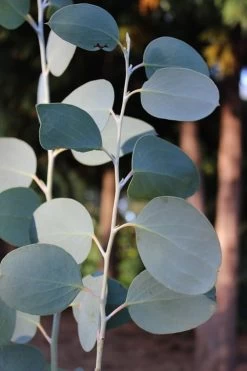 Mappa Tassie Cold Hardy Eucalyptus Tree (Eucalyptus Pauciflora) - 3 Quart Pot 13 Mappa Tassie Cold Hardy Eucalyptus Tree (Eucalyptus Pauciflora) - 3 Quart Pot -Outdoor Garden Store Eucalytptus Mappa Tassie BS 2