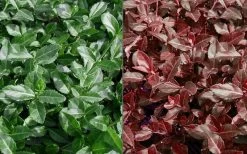 Purple Wintercreeper - Euonymus Fortunei Coloratus - 18 Count Flat Of Pint Pots -Outdoor Garden Store Euonymus Coloratus Purple Winter Creeper 50 1 1