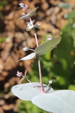 Maggie Cold Hardy Eucalyptus Tree (Eucalyptus Nova Anglica) - 1 Gallon Pot 11 Maggie Cold Hardy Eucalyptus Tree (Eucalyptus Nova Anglica) - 1 Gallon Pot -Outdoor Garden Store Eusalyptus Maggie 1 500x750 3