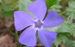 Evergreen Periwinkle - Vinca Minor - 18 Count Flat Of Pint Pots -Outdoor Garden Store Evergreen Periwinkle Closeup