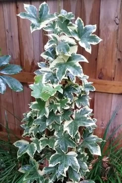 Angyo Star Fatshedera - 3 Gallon Pot -Outdoor Garden Store Fatshedera Angyo Star 3