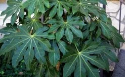 Fatsia Japonica - Japanese Aralia - Glossy Paper Plant - 5 Gallon Pot -Outdoor Garden Store Fatsia Japanese Aralia 1 1