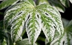 Spider's Web Fatsia - Japanese Aralia Paper Plant - 1 Gallon Pot -Outdoor Garden Store Fatsia Spider Web close Up 2