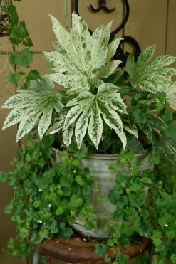 Spider's Web Fatsia - Japanese Aralia Paper Plant - 1 Gallon Pot -Outdoor Garden Store Fatsia Spiders Web 21 2
