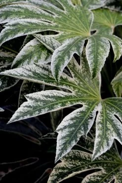 Spider's Web Fatsia - Japanese Aralia Paper Plant - 1 Gallon Pot -Outdoor Garden Store Fatsia Spiders Web 24 2