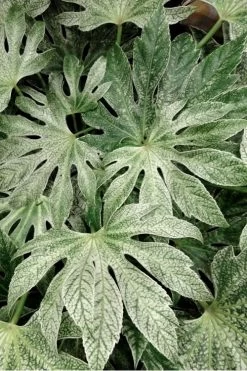 Spider's Web Fatsia - Japanese Aralia Paper Plant - 1 Gallon Pot -Outdoor Garden Store Fatsia Spiders Web 33 2