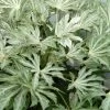 Spider's Web Fatsia - Japanese Aralia Paper Plant - 1 Gallon Pot -Outdoor Garden Store Fatsia Spiders Web 500x750 3