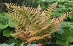 Autumn Fern (Dryopteris Erythrosora) - 3 Gallon -Outdoor Garden Store Fern Autumn 1 1