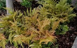 Autumn Fern (Dryopteris Erythrosora) - 3 Gallon -Outdoor Garden Store Fern Autumn 2 1