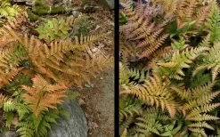 Autumn Fern (Dryopteris Erythrosora) - 3 Gallon -Outdoor Garden Store Fern Autumn 4 1