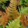 Autumn Fern - Dryopteris Erythrosora - 6 Pack Of 1 Gallon Pots -Outdoor Garden Store Fern Autumn 500x750 1