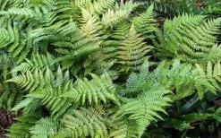 Autumn Fern (Dryopteris Erythrosora) - 3 Gallon -Outdoor Garden Store Fern Autumn Summer 1