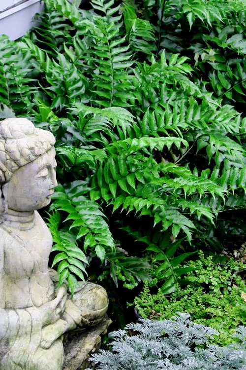 Japanese Holly Fern - Cyrtomium Falcatum 'Rochfordianum' - 2.5 Quart Pot 2 Japanese Holly Fern - Cyrtomium Falcatum 'Rochfordianum' - 2.5 Quart Pot