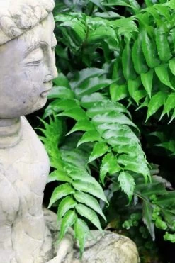 Japanese Holly Fern - Cyrtomium Falcatum 'Rochfordianum' - 2.5 Quart Pot 11 Japanese Holly Fern - Cyrtomium Falcatum 'Rochfordianum' - 2.5 Quart Pot -Outdoor Garden Store Fern Japanese Holly 9