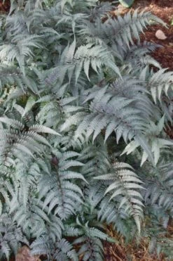 Japanese Painted Fern - 6 Pack Of 1 Gallon Pots -Outdoor Garden Store Fern Japanese Painted 500x750 1