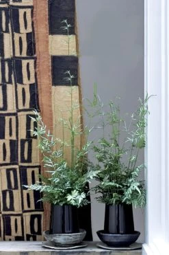 Silver Lace Fern - 5 Pack Of Quart Pots 12 Silver Lace Fern - 5 Pack Of Quart Pots -Outdoor Garden Store Fern Silver Lace 6