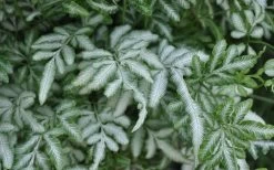 Silver Lace Fern - 5 Pack Of Quart Pots 13 Silver Lace Fern - 5 Pack Of Quart Pots -Outdoor Garden Store Fern Silver Lace Closeup