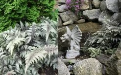 Japanese Painted Fern - 6 Pack Of 1 Gallon Pots -Outdoor Garden Store Fern japanese painted 2
