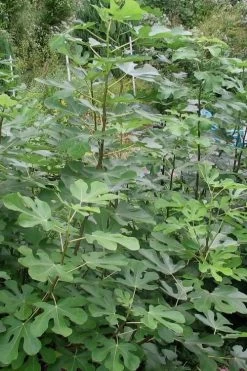 Black Mission Fig Tree - 1 Gallon Pot -Outdoor Garden Store Fig Black Mission 5