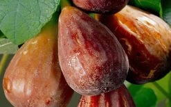 Brown Turkey Fig Tree - 5 Gallon Pot 14 Brown Turkey Fig Tree - 5 Gallon Pot -Outdoor Garden Store Fig Brown Turkey 20