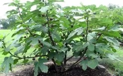 Chicago Cold Hardy Fig Tree - 2 Gallon Pot -Outdoor Garden Store Fig Chicago Cold Hardy 1
