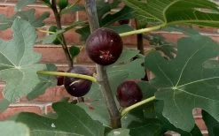 Chicago Cold Hardy Fig Tree - 3 Gallon Pot -Outdoor Garden Store Fig Chicago Cold Hardy 2