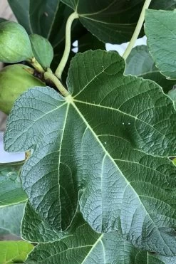 Italian Honey Fig Tree (Ficus Carica 'Lattarula') - 1 Gallon Pot -Outdoor Garden Store Fig Ischia 3