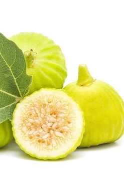 Italian Honey Fig Tree (Ficus Carica 'Lattarula') - 1 Gallon Pot -Outdoor Garden Store Fig Lemon Italian Honey 2